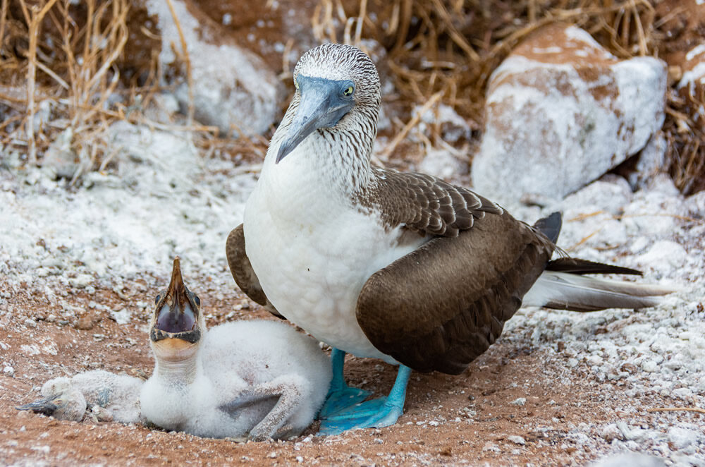 BLUE FOOTED BOOBY NORTH SEYMOUR