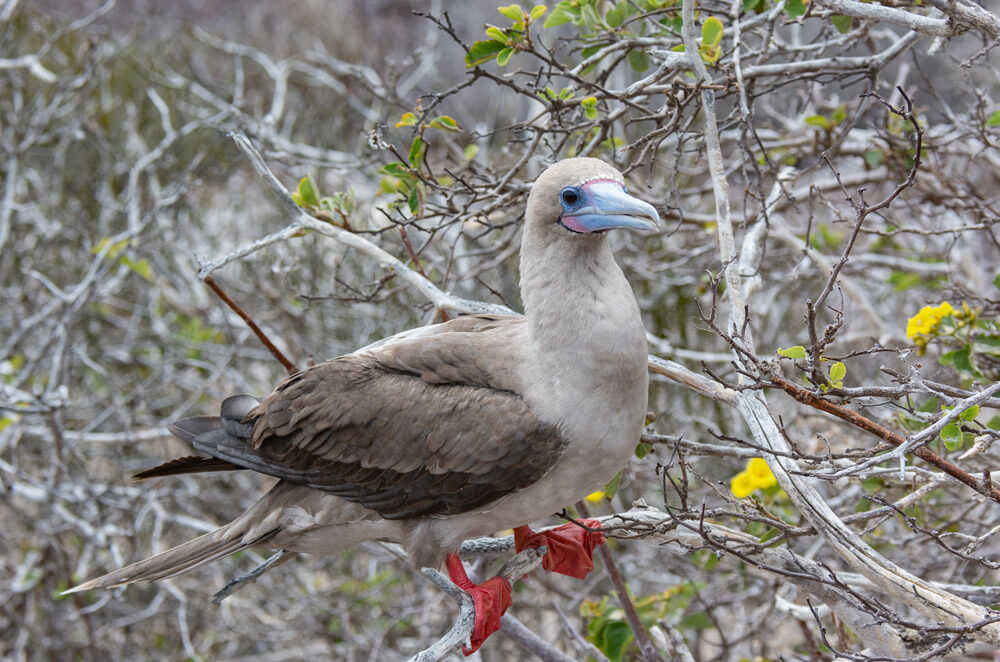 RED FOOTED BOOBY GENOVESA ISLAND